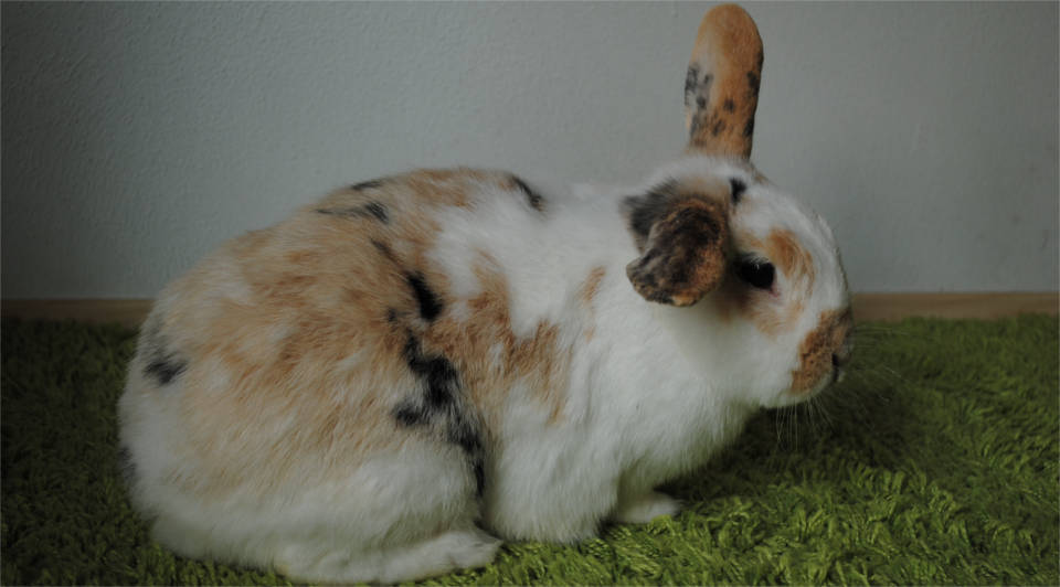 Rabbit
