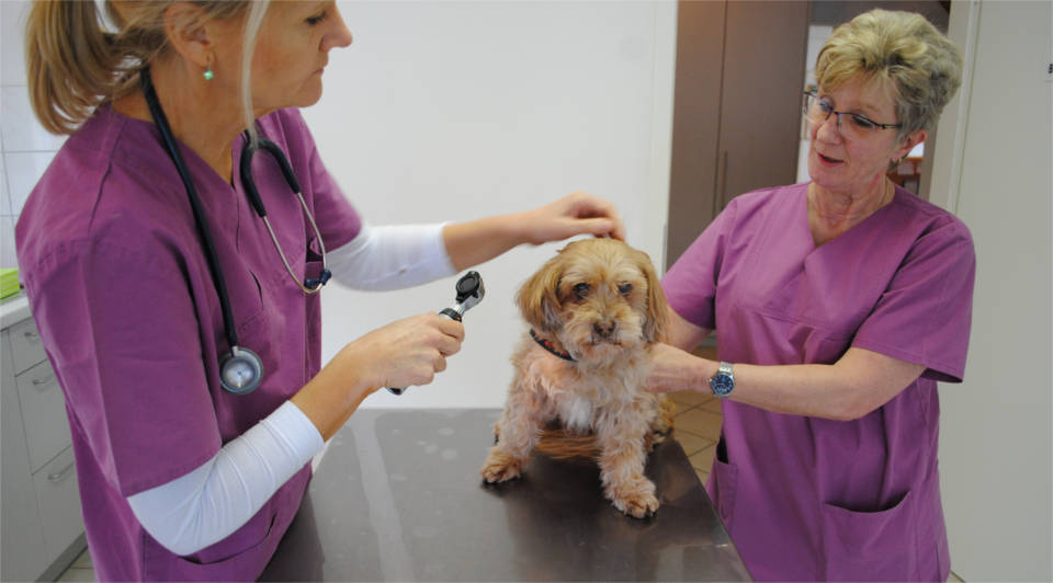 Dog